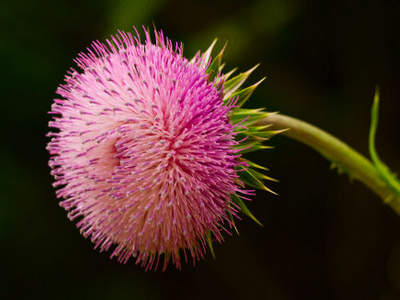 pic03 pic03